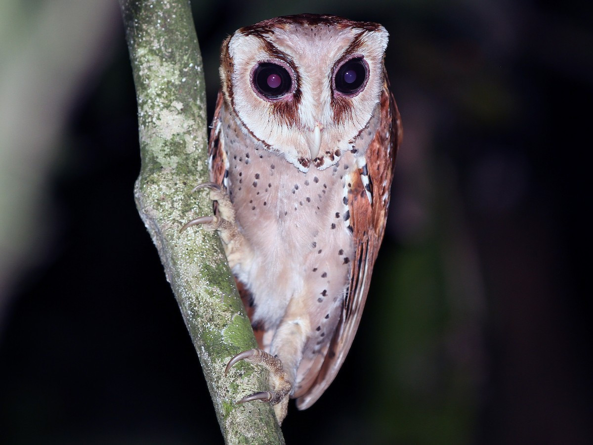 Cú lợn rừng (Phodilus badius) dài 29-30 cm, là loài định cư hiếm tại Đông Bắc, Bắc, Trung Trung Bộ và Nam Bộ. Sinh cảnh của loài này là rừng lá rộng thường xanh, rừng trồng, xung quanh các vùng rừng ngập mặn.