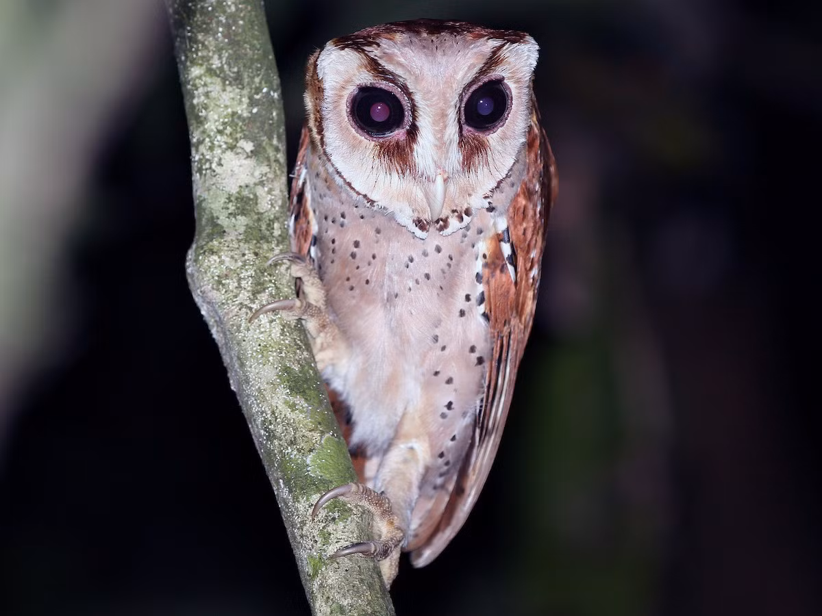 Cú lợn rừng (Phodilus badius) dài 29-30 cm, là loài định cư hiếm tại Đông Bắc, Bắc, Trung Trung Bộ và Nam Bộ. Sinh cảnh của loài này là rừng lá rộng thường xanh, rừng trồng, xung quanh các vùng rừng ngập mặn.