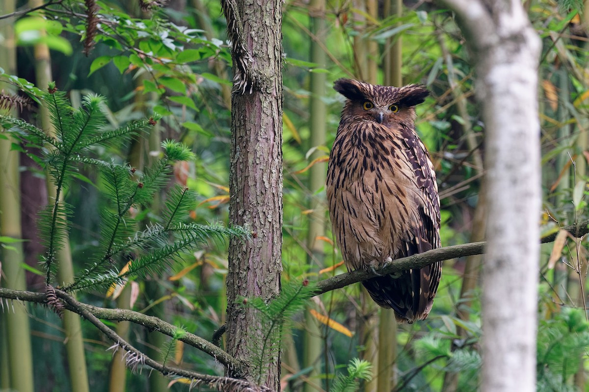 Dù dì hung (Ketupa flavipes) dài 58-61 cm, là loài định cư hiếm đến không phổ biến tại Tây Bắc, Đông Bắc, Nam Trung Bộ và Nam Bộ. Sinh cảnh của chúng là rừng lá rộng thường xanh, bán thường xanh dọc các con sông, rừng đầm lầy nước ngọt.