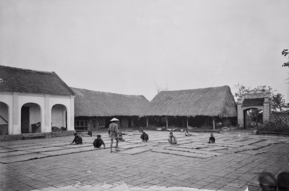 Cảnh phơi chiếu tại một xưởng làm chiếu. Có lẽ bức ảnh được chụp ở làng Hải Triều (làng Hới), huyện Hưng Hà, tỉnh Thái Bình. Đây là một làng nghề truyền thống nổi tiếng với sản phẩm chiếu Hới.