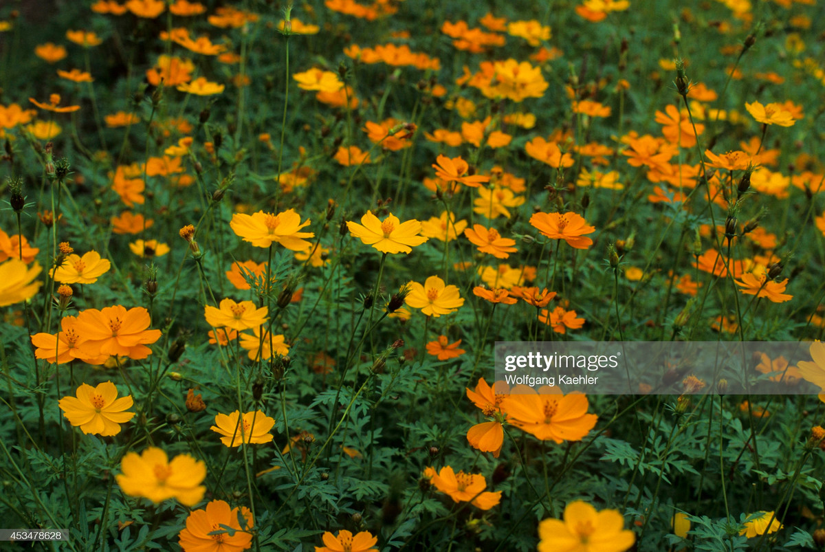 Những đóa khoa khoe sắc trong một khu vườn ở làng Sơn Mỹ.