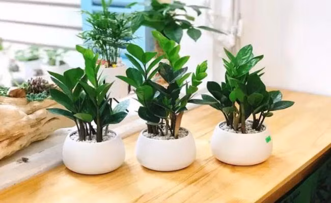 5 cây phong thủy mang lại may mắn, giá chỉ từ 40 nghìn đồng/chậu 5 cay phong thuy mang lai may man, gia chi tu 40 nghin dong/chau