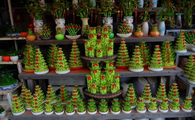 5 cây phong thủy mang lại may mắn, giá chỉ từ 40 nghìn đồng/chậu - Hình 5 5 cay phong thuy mang lai may man, gia chi tu 40 nghin dong/chau-Hinh-5