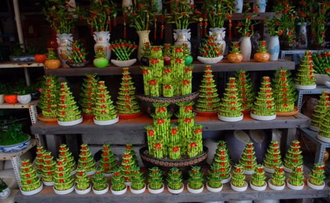 5 cây phong thủy mang lại may mắn, giá chỉ từ 40 nghìn đồng/chậu - Hình 5 5 cay phong thuy mang lai may man, gia chi tu 40 nghin dong/chau-Hinh-5