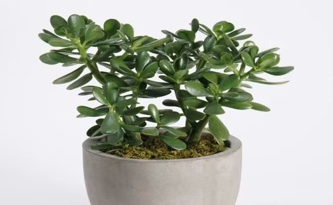 5 cây phong thủy mang lại may mắn, giá chỉ từ 40 nghìn đồng/chậu - Hình 2 5 cay phong thuy mang lai may man, gia chi tu 40 nghin dong/chau-Hinh-2