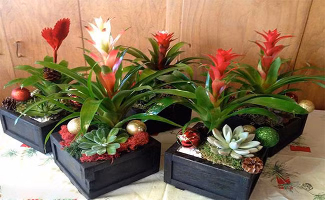 5 cây phong thủy mang lại may mắn, giá chỉ từ 40 nghìn đồng/chậu - Hình 4 5 cay phong thuy mang lai may man, gia chi tu 40 nghin dong/chau-Hinh-4