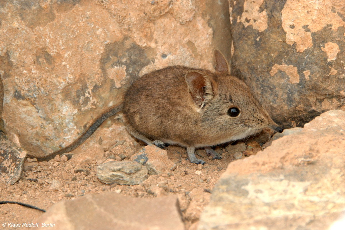 Chuột vòi Bắc Phi (Elephantulus rozeti) dài 11-13 cm, là loài chuột vòi duy nhất sống ở Bắc Phi. Cư trú trên sa mạc, chúng có tập tính gập cái đuôi rất dài và gõ bàn chân khi hoảng sợ.