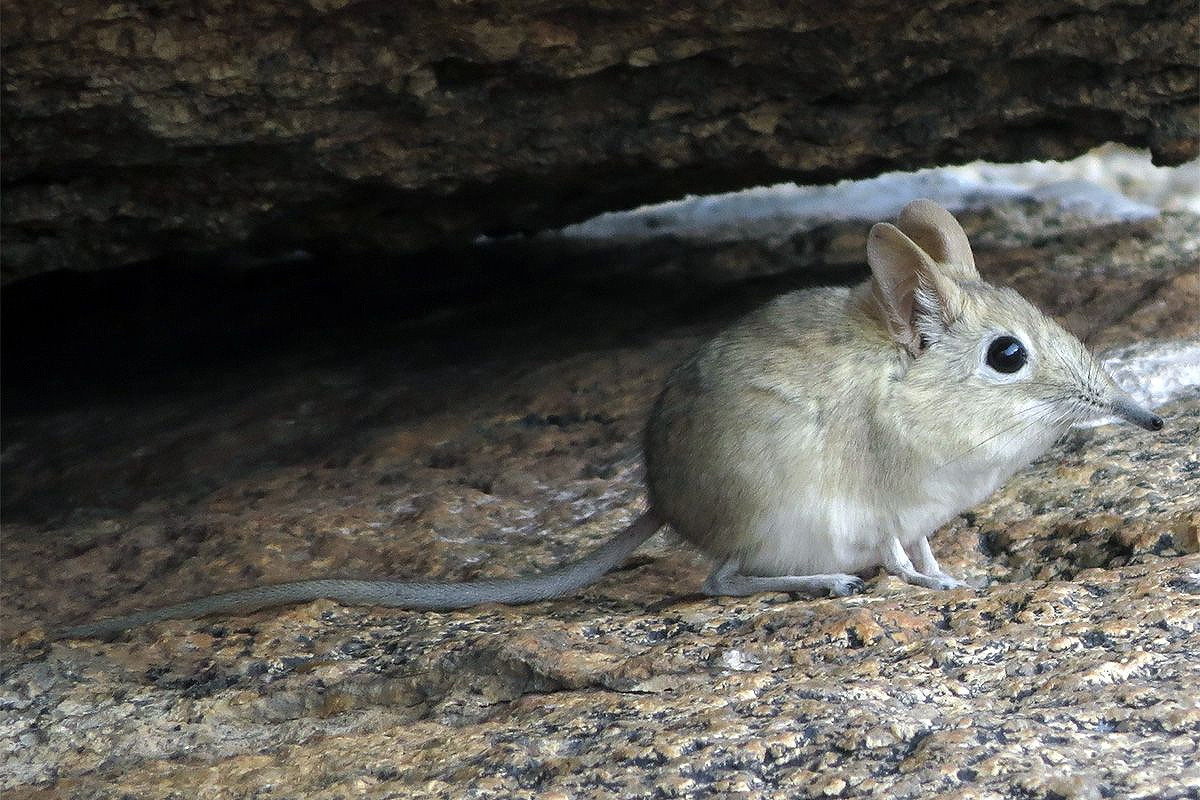 Chuột vòi đá Tây Nam Phi (Elephantulus rupestris) dài 12-14 cm, sống ở khu vực cây bụi có đá ở Tây Nam Phi. Hoạt động ban ngày, chúng thường nấp trong bóng râm của các khe đá, chỉ ra ngoài khi tìm thức ăn.