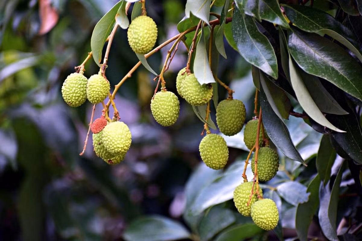 Vài (Litchi chinensis) là loài cây bản địa đông Nam Á, được trồng nhiều để lấy quả. Quả vải có thịt ngọt lịm hấp dẫn, được bọc trong lớp vỏ thô ráp.