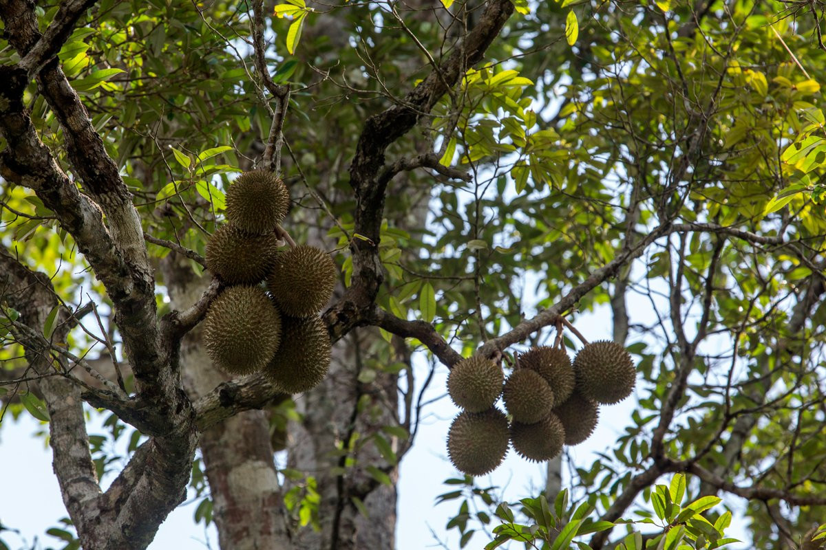Sầu riêng (Durio zibethinus) có nguồn gốc từ rừng mưa Đông Nam Á. Quả đầy gai của loài cây này có mùi rất mạnh, khi chín và rụng sẽ thu hút các động vật đến ăn quả và phát tán hạt. Mùi sầu riêng gây ra vô số tranh cãi bởi người thì thích, người thì ghê sợ.