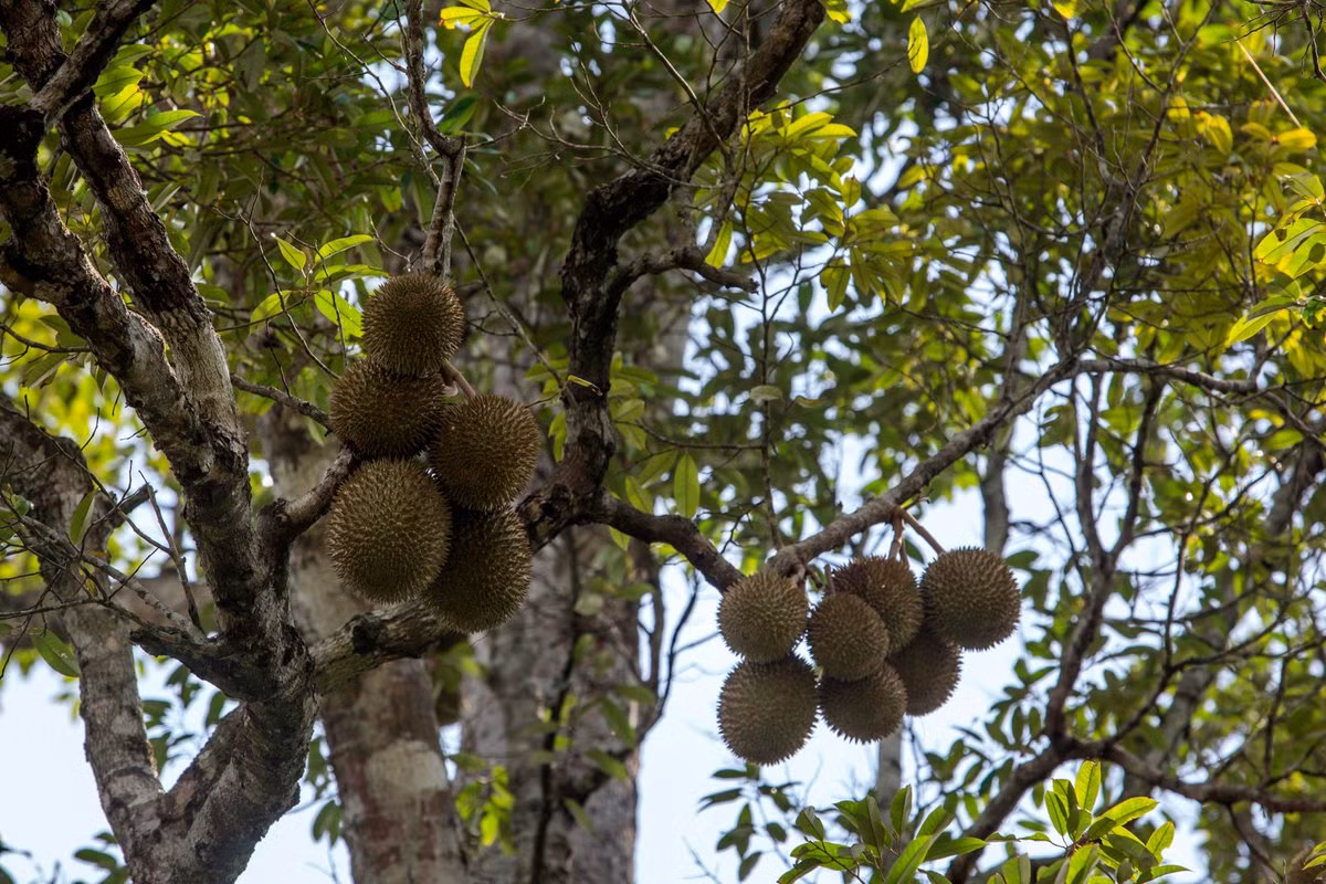 Sầu riêng (Durio zibethinus) có nguồn gốc từ rừng mưa Đông Nam Á. Quả đầy gai của loài cây này có mùi rất mạnh, khi chín và rụng sẽ thu hút các động vật đến ăn quả và phát tán hạt. Mùi sầu riêng gây ra vô số tranh cãi bởi người thì thích, người thì ghê sợ.