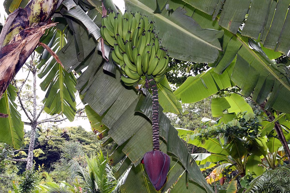 Chuối (Musa acuminata) vốn là loài cây mọc hoang trên khắp châu Á, nay đã được lai tạo thành nhiều giống khác nhau để lấy quả giàu hương vị. Các giống chuối được hiện đại cho quả không hạt, trong khi quả chuối hoang có rất nhiều hạt.