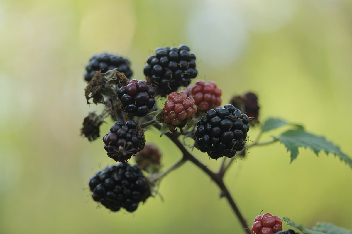 Mâm xôi (Rubus fruticosus) là loài cây bò lan thường gặp trên các bờ giậu ở châu Âu, cho quả mọng ăn được vào mùa thu. Chúng có nhiều phân loài có quan hệ rất gần với nhau.