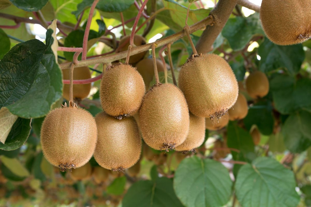 Kiwi (Actinidia chinensis) là loài cây leo thân gỗ nguồn gốc Đông Á, sau này mới được đưa vào New Zealand và trở thành một biểu tượng của đất nước này. Quả kiwi có thịt xanh và nhiều hạt đen nhỏ, vị ngọt mát.