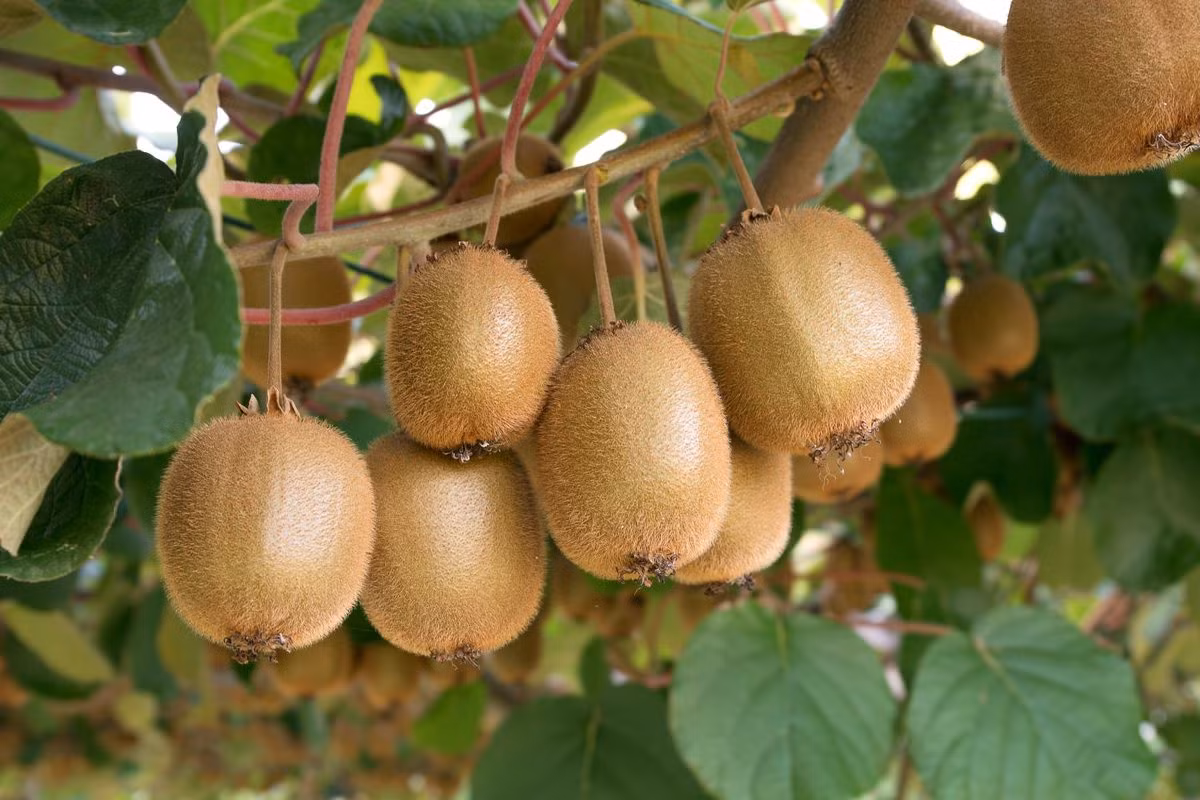 Kiwi (Actinidia chinensis) là loài cây leo thân gỗ nguồn gốc Đông Á, sau này mới được đưa vào New Zealand và trở thành một biểu tượng của đất nước này. Quả kiwi có thịt xanh và nhiều hạt đen nhỏ, vị ngọt mát.