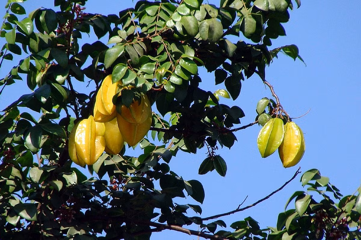 Khế (Averrhoa carambola) là loài cây gỗ bản địa Đông Nam Á, được trồng phổ biến để lấy quả. Loài cây này ra hoa bốn năm một lần. Quả khế có thể có vị chua hoặc ngọt tùy theo giống.