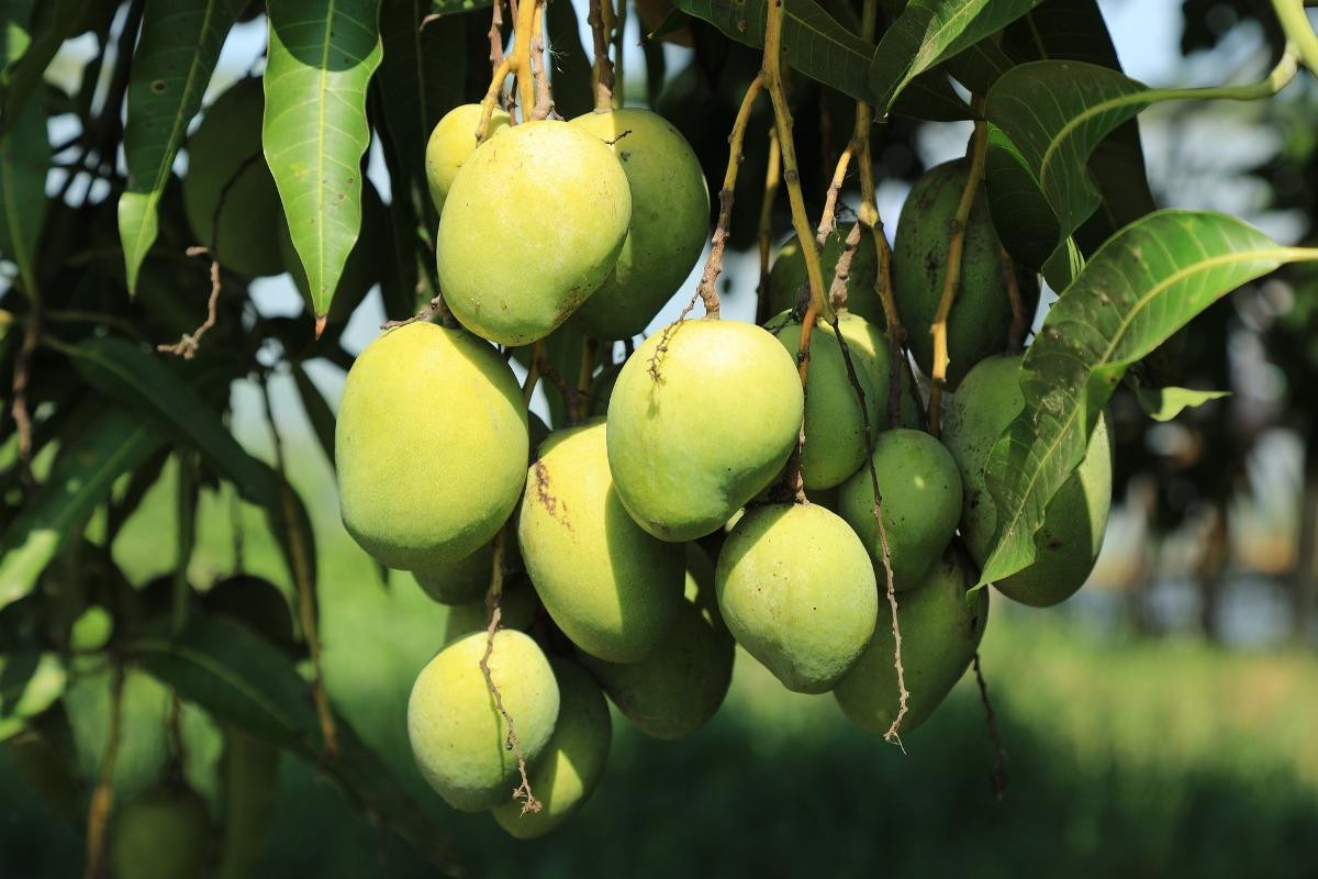 Xoài (Mangifera indica) là loài cây gỗ bản địa châu Á. Chúng được trồng rất rộng rãi ở các vùng nhiệt đới để lấy quả có vị ngọt và thơm, rất giàu vitamin A.