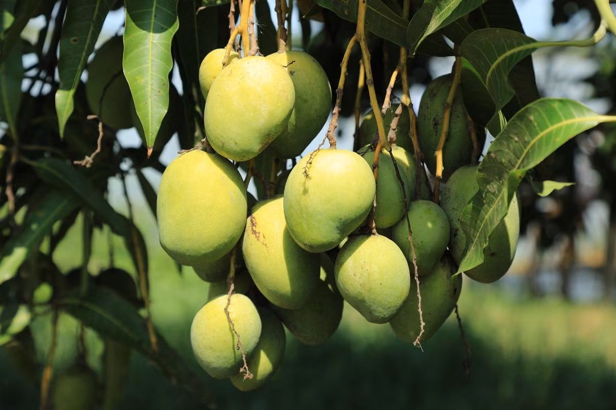 Xoài (Mangifera indica) là loài cây gỗ bản địa châu Á. Chúng được trồng rất rộng rãi ở các vùng nhiệt đới để lấy quả có vị ngọt và thơm, rất giàu vitamin A.