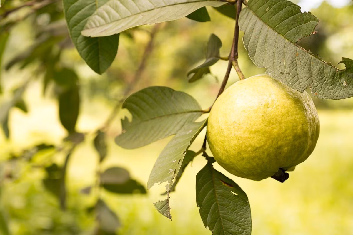 Ổi (Psidium guajava) là loài cây gỗ có nguồn gốc từ miền Nam Mexico, nay được trồng rộng rãi ở những nơi khí hậu ấm áp. Quả ổi có mùi thơm đặc trưng khi chín, vị ngọt, có nhiều hạt cứng nhỏ màu vàng.