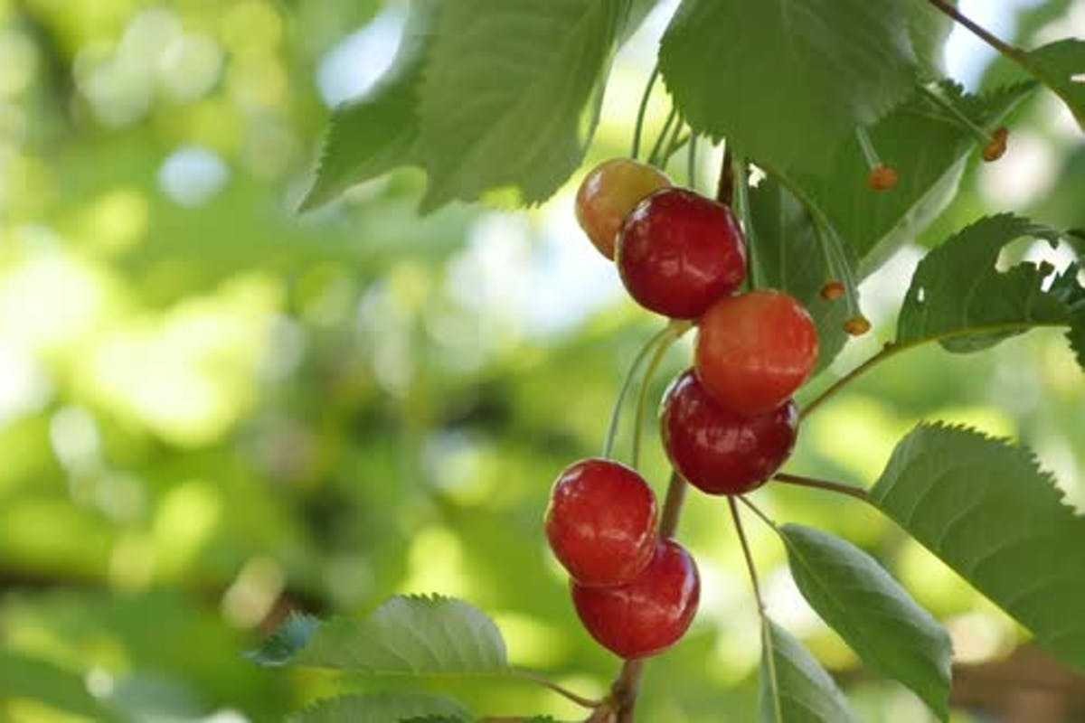 Anh đào hay cherry (Prunus avium) có tổ tiên hoang dã mọc trong các khu rừng ở châu Âu, châu Á và Bắc Phi. Quả anh đào mọng đó, có hạt cứng trên trong. Loại quả anh đào phổ biến trên thị trường đến từ các giống anh đào chuyên cho quả.