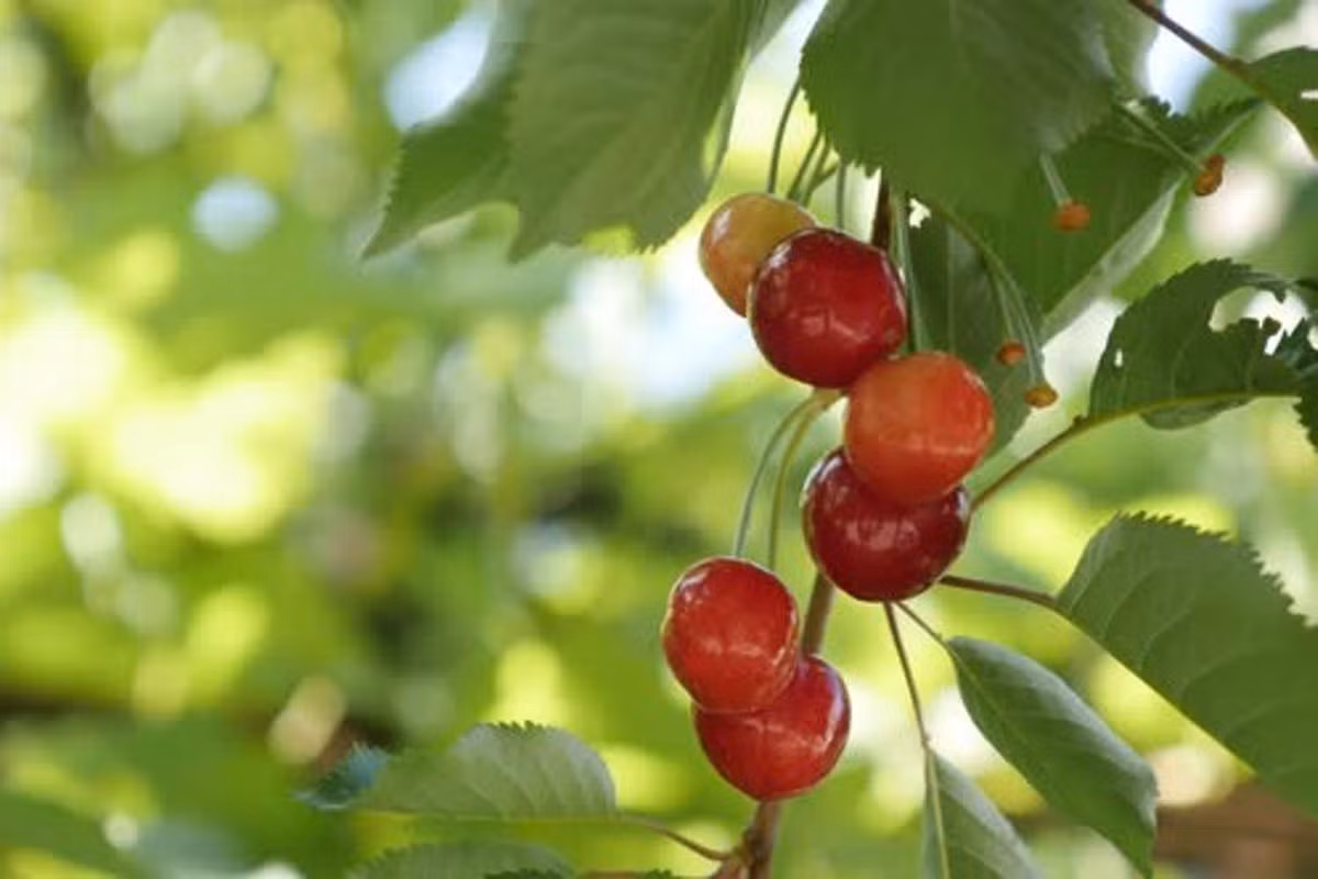 Anh đào hay cherry (Prunus avium) có tổ tiên hoang dã mọc trong các khu rừng ở châu Âu, châu Á và Bắc Phi. Quả anh đào mọng đó, có hạt cứng trên trong. Loại quả anh đào phổ biến trên thị trường đến từ các giống anh đào chuyên cho quả.