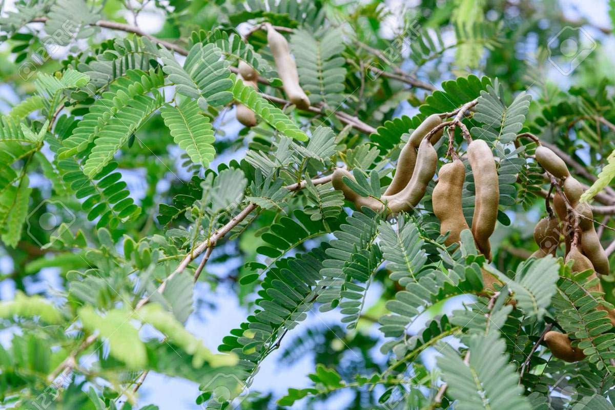Me (Tamarindus indica) là loài cây bản địa ở Đông Phi và châu Á. Quả me vốn có vị rất chua, nhưng quá trình lai tạo của con người đã tạo ra các giống me cho quả ngọt. Quả me có thể ăn tươi hoặc chế biến thành các món ăn khác nhau.