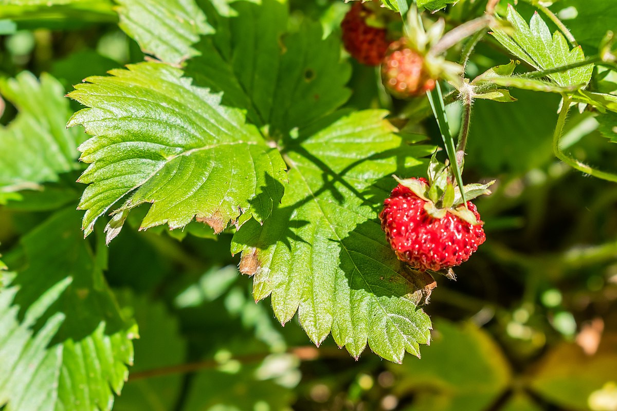 Dâu tây (Fragaria vesca) vốn là loài cây dại lưu niên sinh trưởng trong các cánh rừng ở châu Âu và Bắc Mỹ. Các giống dâu tây nhân tạo cho quả lớn hơn rất nhiều so với dâu tây hoang.