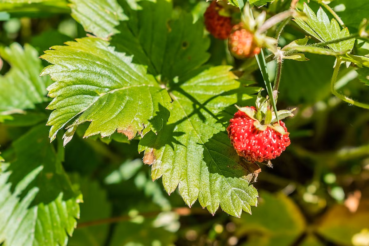 Dâu tây (Fragaria vesca) vốn là loài cây dại lưu niên sinh trưởng trong các cánh rừng ở châu Âu và Bắc Mỹ. Các giống dâu tây nhân tạo cho quả lớn hơn rất nhiều so với dâu tây hoang.