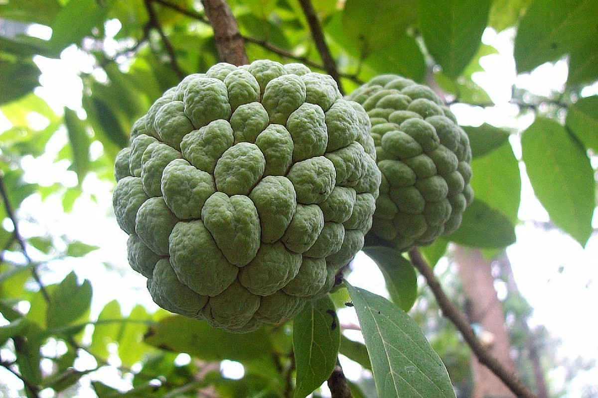 Na (Annona squamosa) được cho là loài cây có nguồn gốc từ vùng Caribbean, ngày nay được trồng phố biến ở nhiều nơi như một loài cây ăn quả có giá trị kinh tế cao. Quả na có thịt màu trắng, mềm và thơm ngọt.