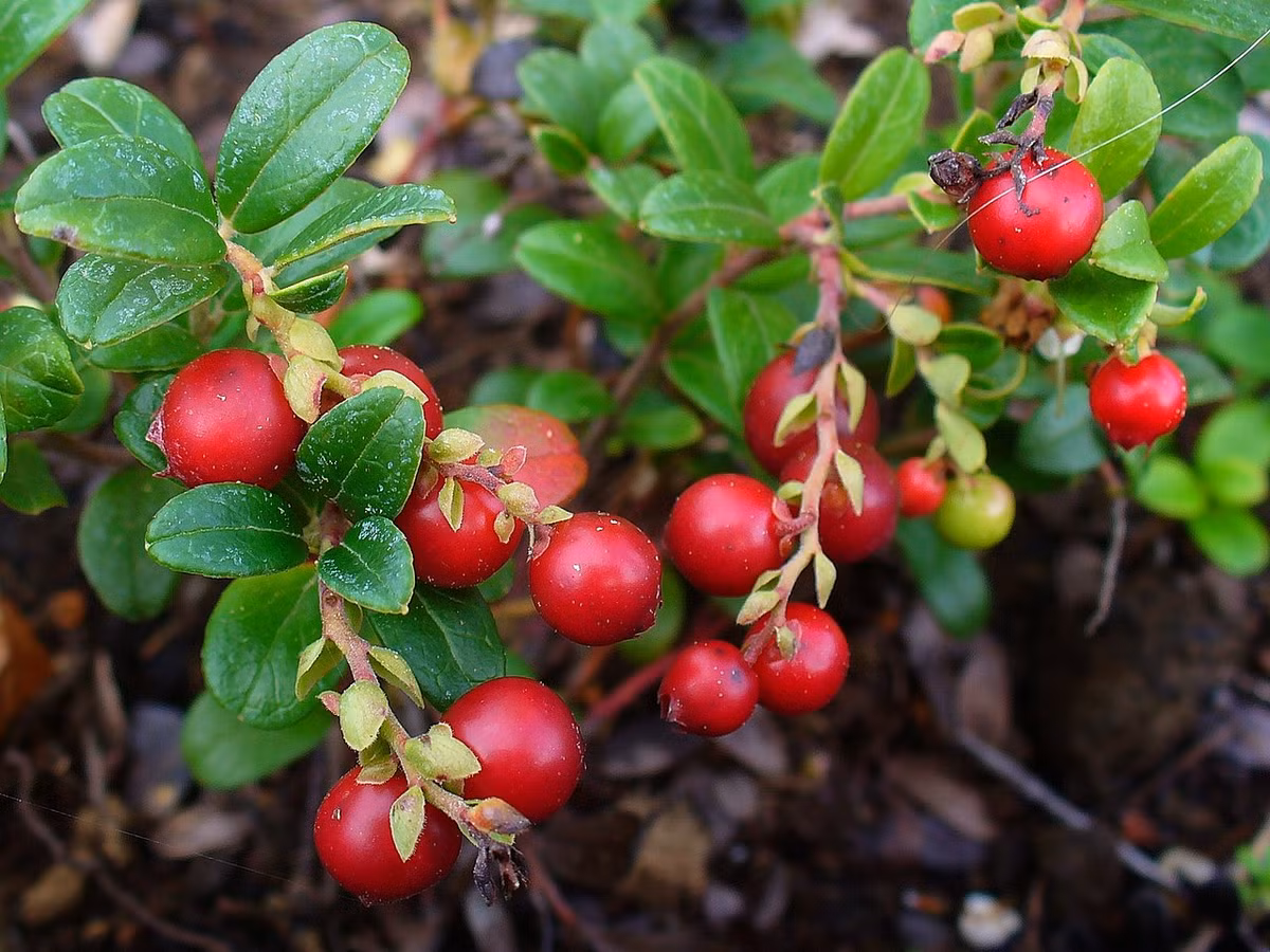 Việt quất (Vaccinium vitis-idaea) là loài cây bản địa của các vùng Bắc Âu, châu Á ôn đới và Bắc Mỹ. Quả việt quất mọng đỏ, chín vào mùa thu, là loại quả được nhiều người ưa chuộng.