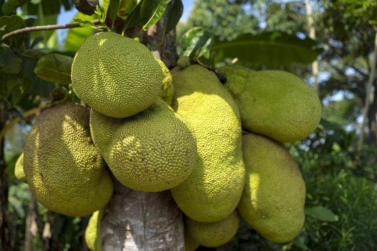 Mít (Artocarpus heterophyllus) là loài cây có nguồn gốc từ các vùng đất thấp ở Đông Nam Á, được trồng để lấy gỗ và quả. Quả mít khi chín có thể nặng tới 30 kg, phần thịt được chia thành các múi có mùi thơm quyến rũ.