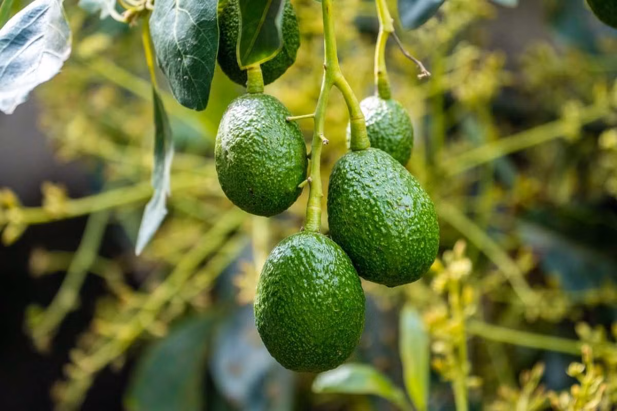 Bơ (Persea americana) là loài thực vật bản địa ở những khu vực thoát nước tốt của rừng mưa miền nam Mexico. Loài cây này được trồng rộng rãi để thu hoạch quả. Quả bơ có thịt mềm béo ngậy, rất giàu dinh dưỡng.