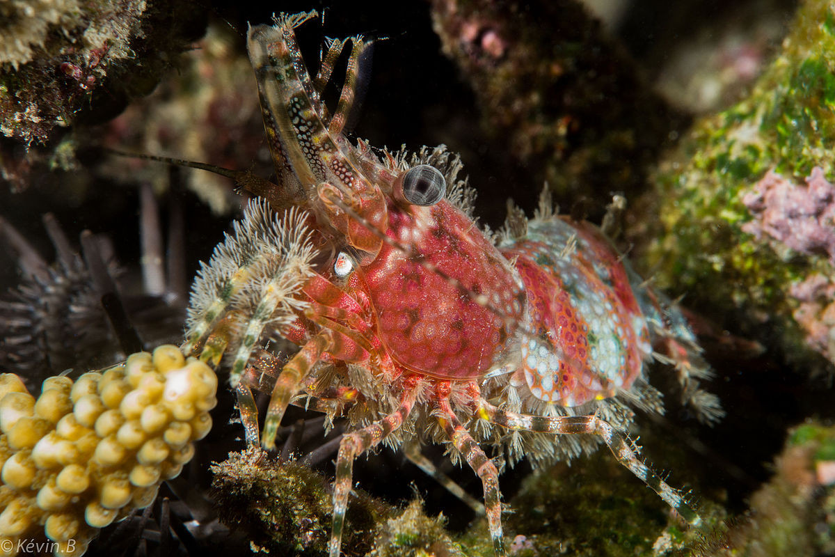 Tôm cẩm thạch (Saron marmoratus) dài 5 cm, sống ở rạn san hô khu vực Thái Bình Dương - Ấn Độ Dương. Loài thuộc họ Tôm lưng gù này săn mồi về đêm, chuyên ăn thịt các động vật nhỏ hơn. Ban đêm chúng chuyển sang màu đỏ.