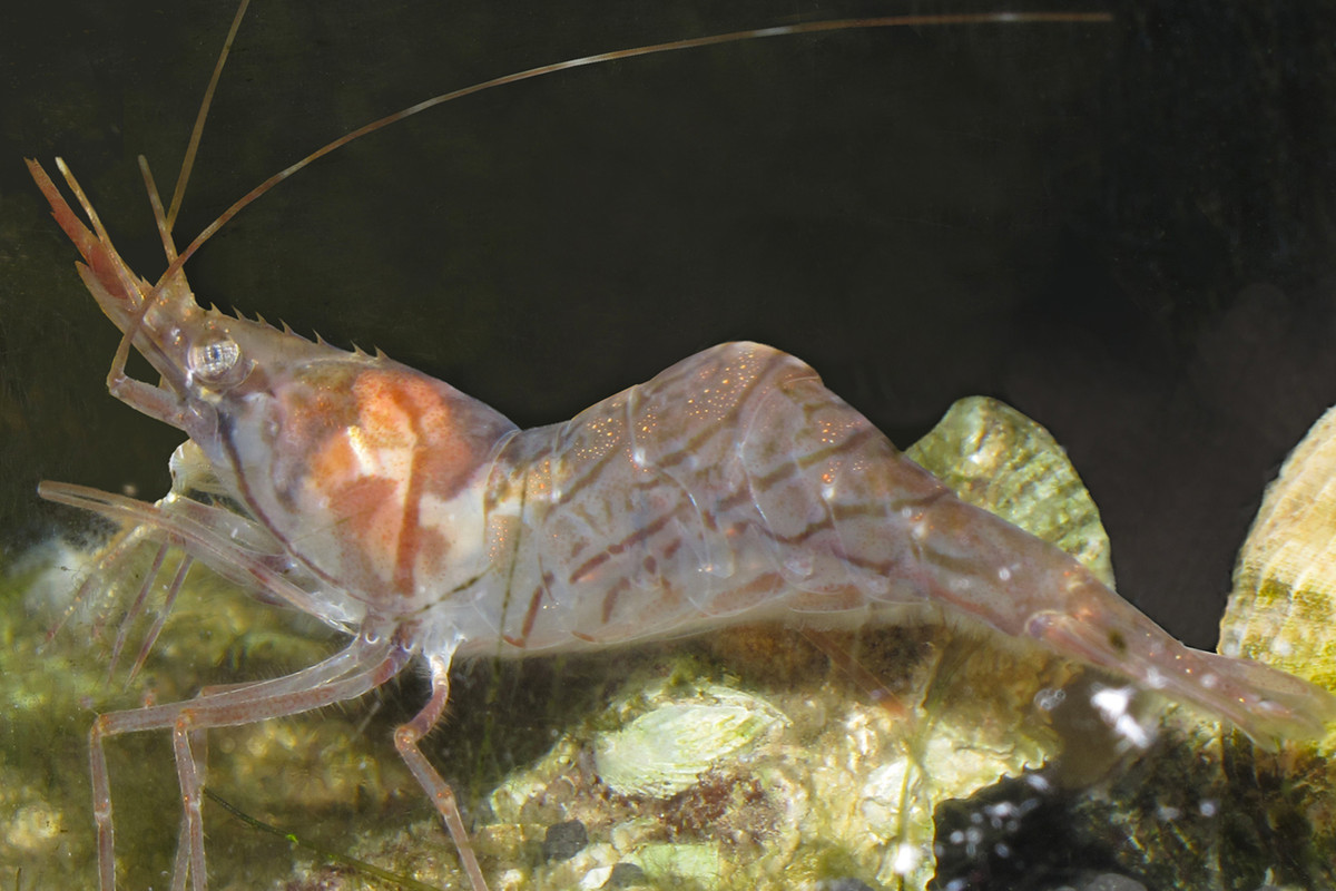 Tôm Aesop (Pandalus montagui) dài 4-5 cm, sống ở vùng nước lạnh Bắc Đại Tây Dương. Ở loài tôm này, một số cá thể đực "chuyển giới" thành cái sau 13-16 tháng tuổi. Các cá thể khác giữ nguyên giới tính trong suốt cuộc đời.