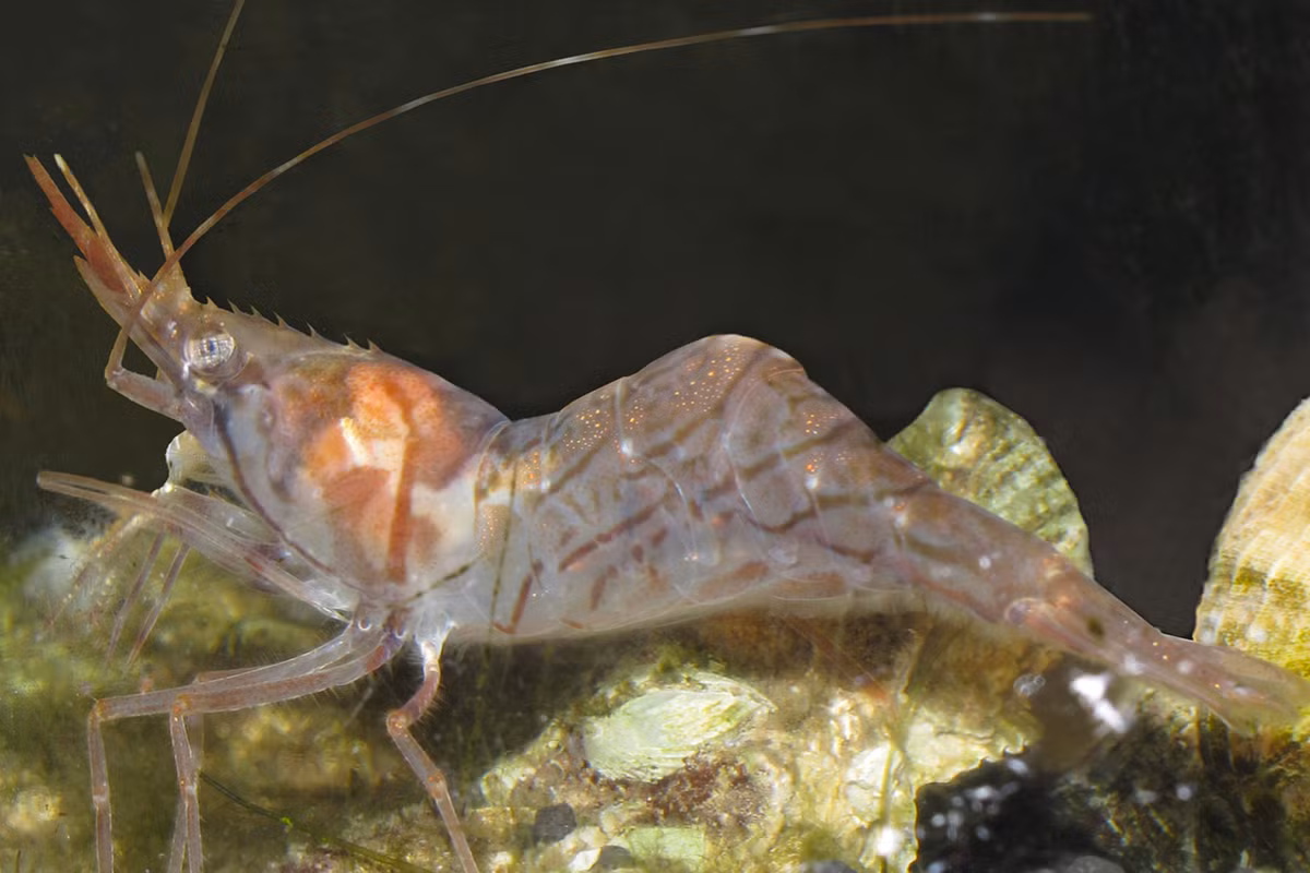 Tôm Aesop (Pandalus montagui) dài 4-5 cm, sống ở vùng nước lạnh Bắc Đại Tây Dương. Ở loài tôm này, một số cá thể đực "chuyển giới" thành cái sau 13-16 tháng tuổi. Các cá thể khác giữ nguyên giới tính trong suốt cuộc đời.