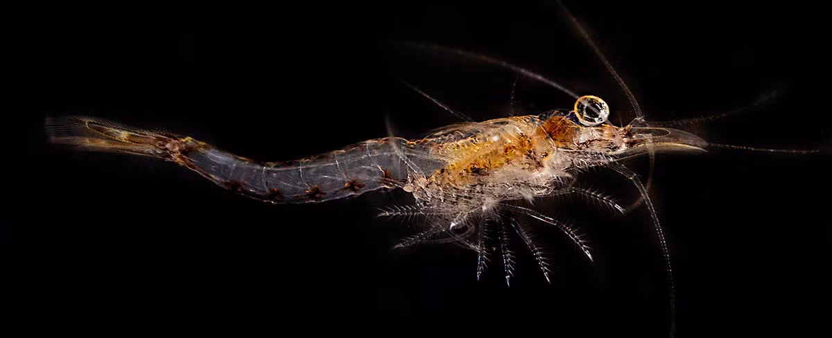 Tôm túi chân chỉ cổ sinh (Mysis relicta) dài 1-1,8 cm, sống trong các sinh cảnh nước ngọt ở Bắc bán cầu. Chúng có chân dạng lông chim, cơ thể trong mờ, mang ấu trùng trong túi dưới bụng.