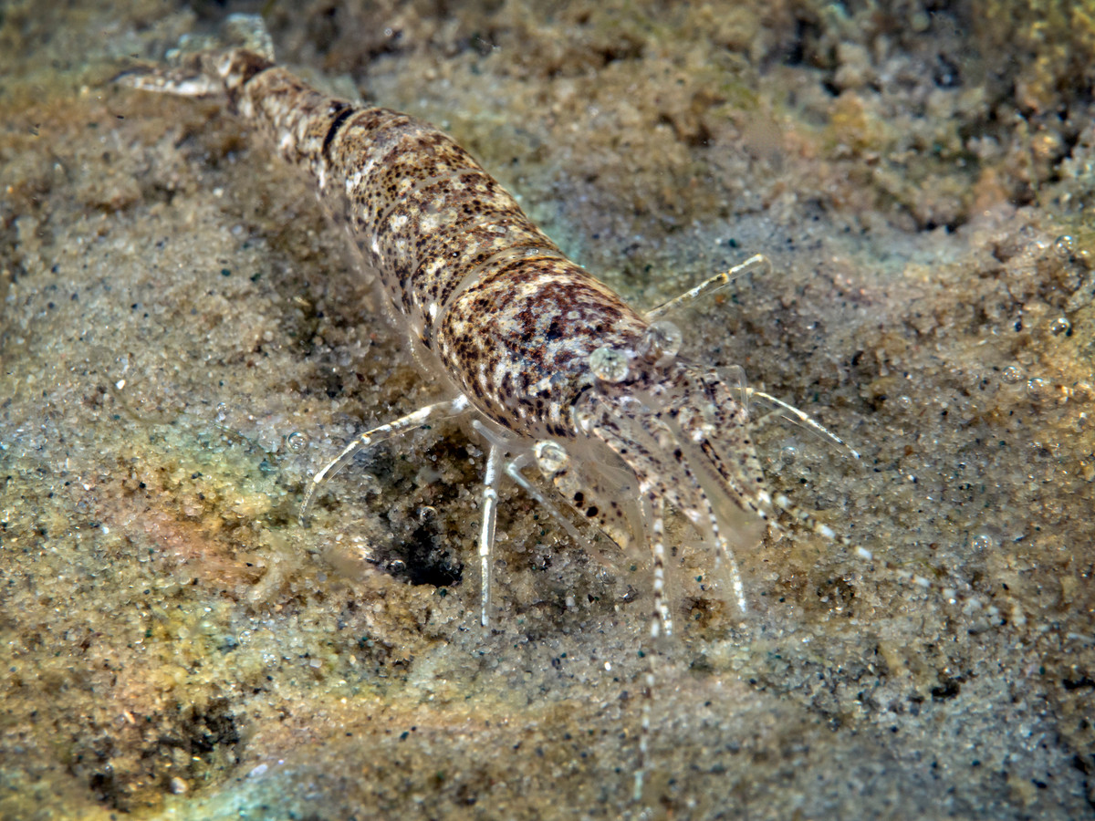 Tôm cát châu Âu (Crangon crangon) dài 3-5 cm, rất phổ biến ở các vùng biển ven bờ châu Âu. Loài tôm này thường ẩn nấp trong cát, chỉ để lộ mắt và râu. Chúng thường được đánh bắt phục vụ mục đích thương mại.