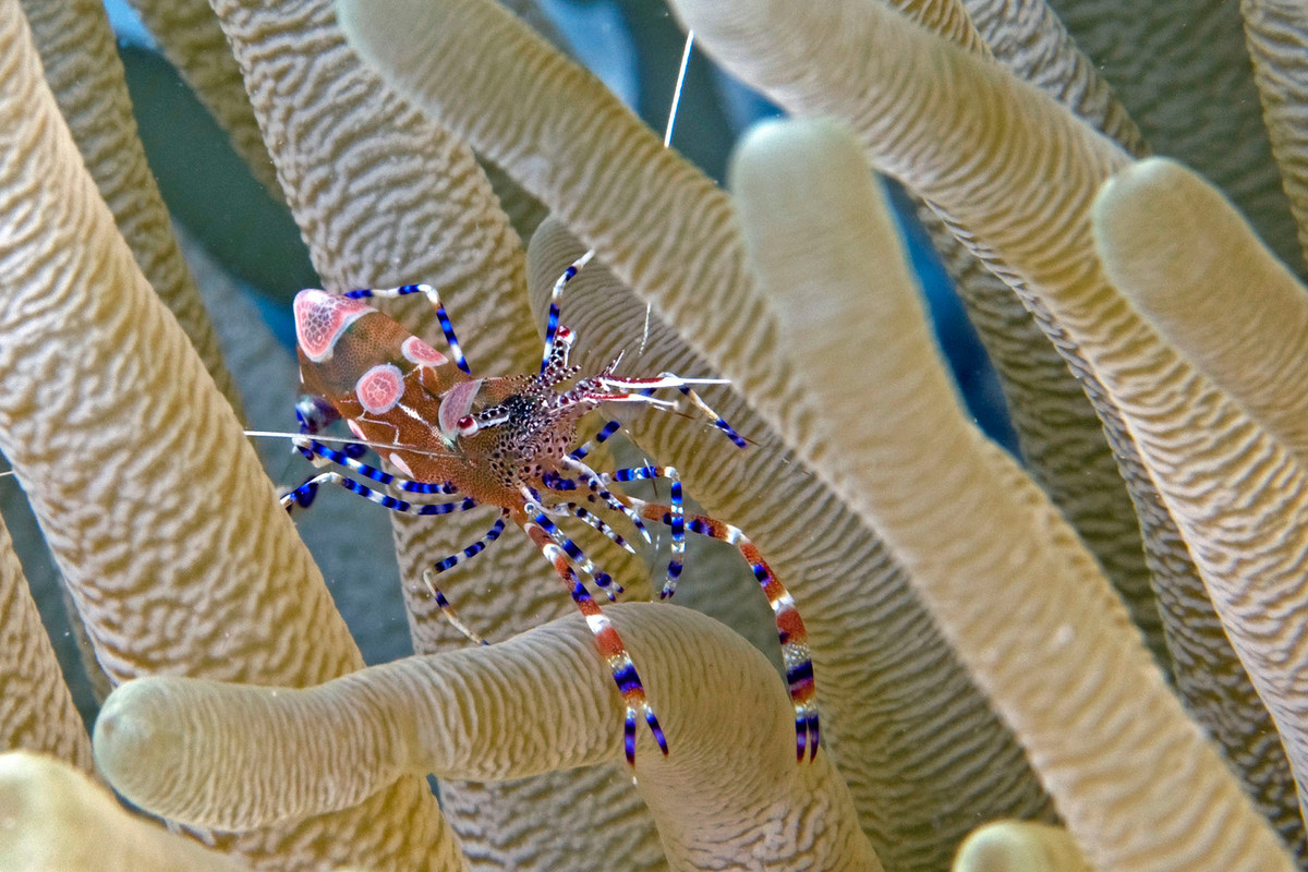 Tôm vệ sinh đốm (Periclimenes yucatanicus) dài 2,5 cm, sống giữa các đám hải quỳ ở khu vưc Caribbean. Giống nhiều loài tôm khác ở rạn san hô, chúng làm sạch da chết và các động vật ký sinh trên những con cá bơi ngang qua.