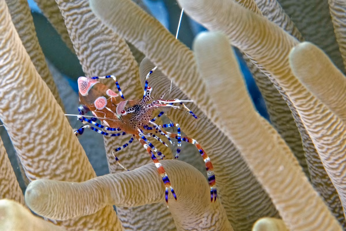 Tôm vệ sinh đốm (Periclimenes yucatanicus) dài 2,5 cm, sống giữa các đám hải quỳ ở khu vưc Caribbean. Giống nhiều loài tôm khác ở rạn san hô, chúng làm sạch da chết và các động vật ký sinh trên những con cá bơi ngang qua.