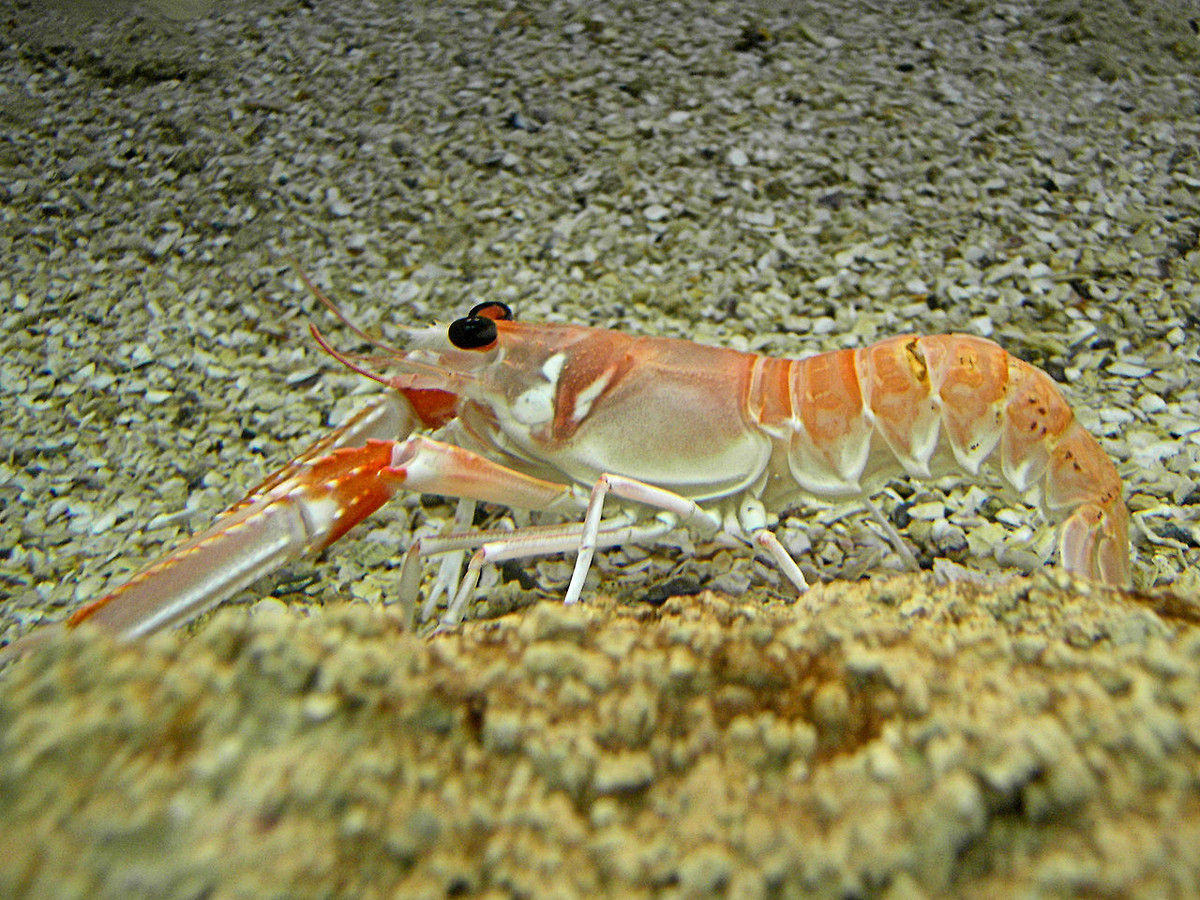 Tôm rồng Na Uy (Nephrops norvegicus) dài 20-24 cm, sống ở Bắc Đại Tây Dương. Loài này có cơ thể nhỏ, đào hầm trong bùn, thường sống cùng nơi với cá bống. Chúng là một loài tôm hùm thực sự với cặp càng to, được bán rộng rãi trên thị trường.