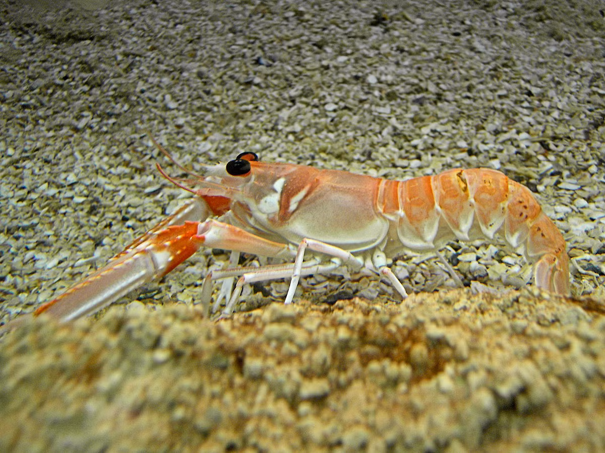 Tôm rồng Na Uy (Nephrops norvegicus) dài 20-24 cm, sống ở Bắc Đại Tây Dương. Loài này có cơ thể nhỏ, đào hầm trong bùn, thường sống cùng nơi với cá bống. Chúng là một loài tôm hùm thực sự với cặp càng to, được bán rộng rãi trên thị trường.