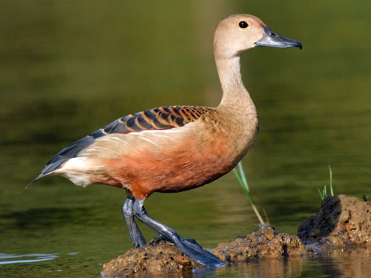 Chim le nâu (Dendrocygna javanica) dài 38-41 cm, là loài định cư tương đối phổ biến, phân bố tại Đông Bắc, Trung, Nam Trung Bộ, dễ gặp tại VQG Cát Tiên, Tràm Chim, U Minh Thượng, Phú Quốc. Sinh cảnh của loài vịt hoang dã này là các vùng đầm lầy, hồ và các vùng đất ngập nước khác, thỉnh thoảng gặp ở rừng ngập mặn. Ảnh: eBird.