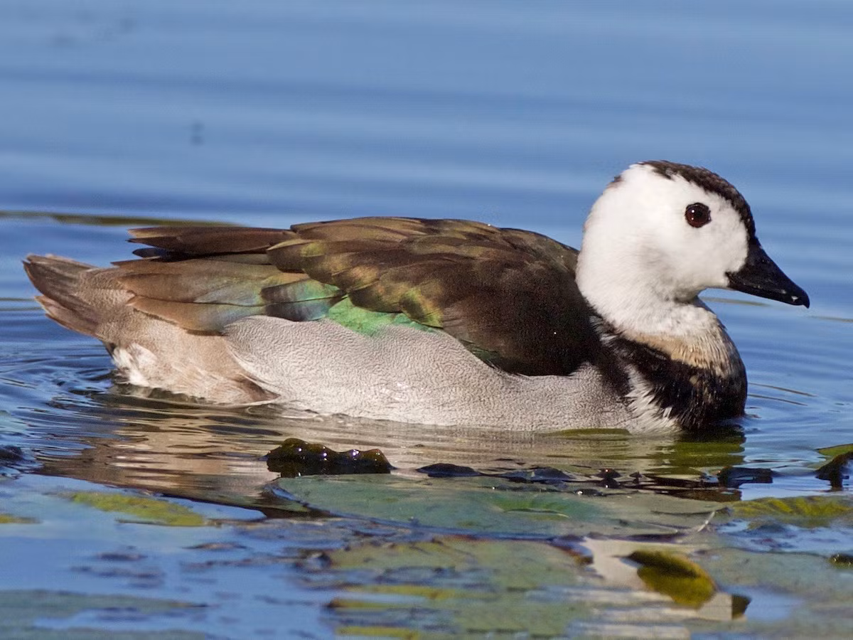 Chim le khoang cổ (Nettapus coromadelianus) dài 33-38 cm, là loài định cư không phổ biến, phân bố tại Đông Bắc, Trung, Nam Trung Bộ và Nam Bộ (VQG U Minh Thượng, khu BTTN Văn Lung). Chúng sống ở các vùng đầm lầy, hồ và các sinh cảnh đất ngập nước khác. Là loài Nguy cấp trong Sách Đỏ Việt Nam. Ảnh: eBird.