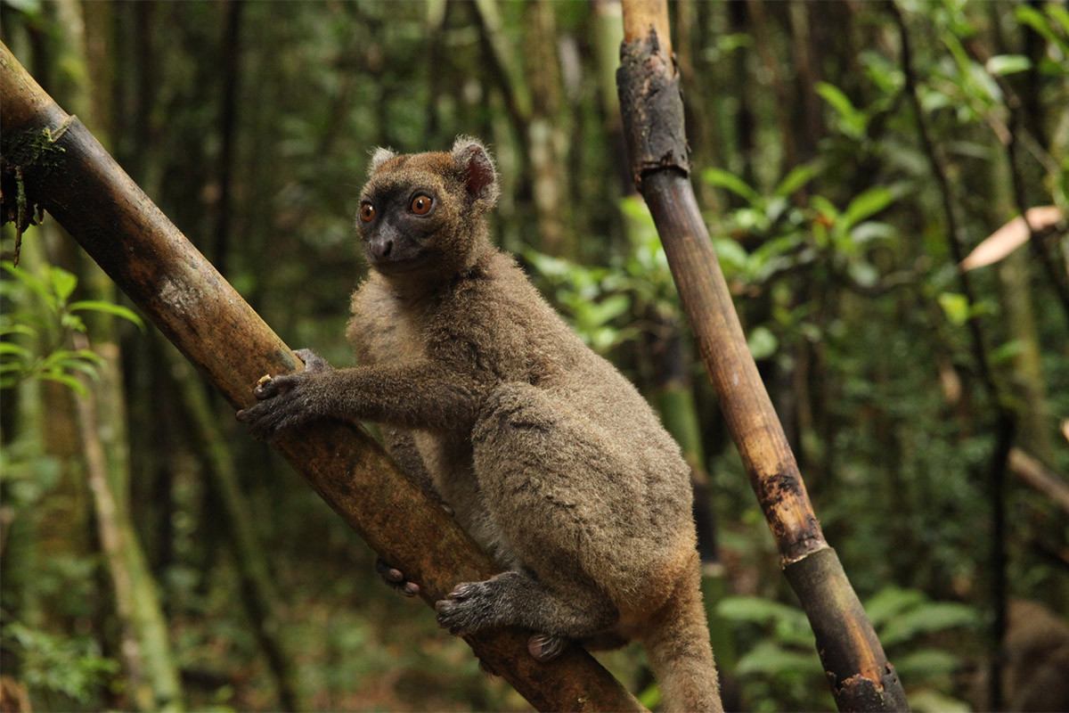 Vượn cáo tre lớn (Prolemur simus) dài 40-42 cm, sống ở Đông Nam Madagascar, là một trong những loài vượn cáo hiếm nhất. Chúng chủ yếu ăn lục trúc, loài cây phổ biến trong sinh cảnh.