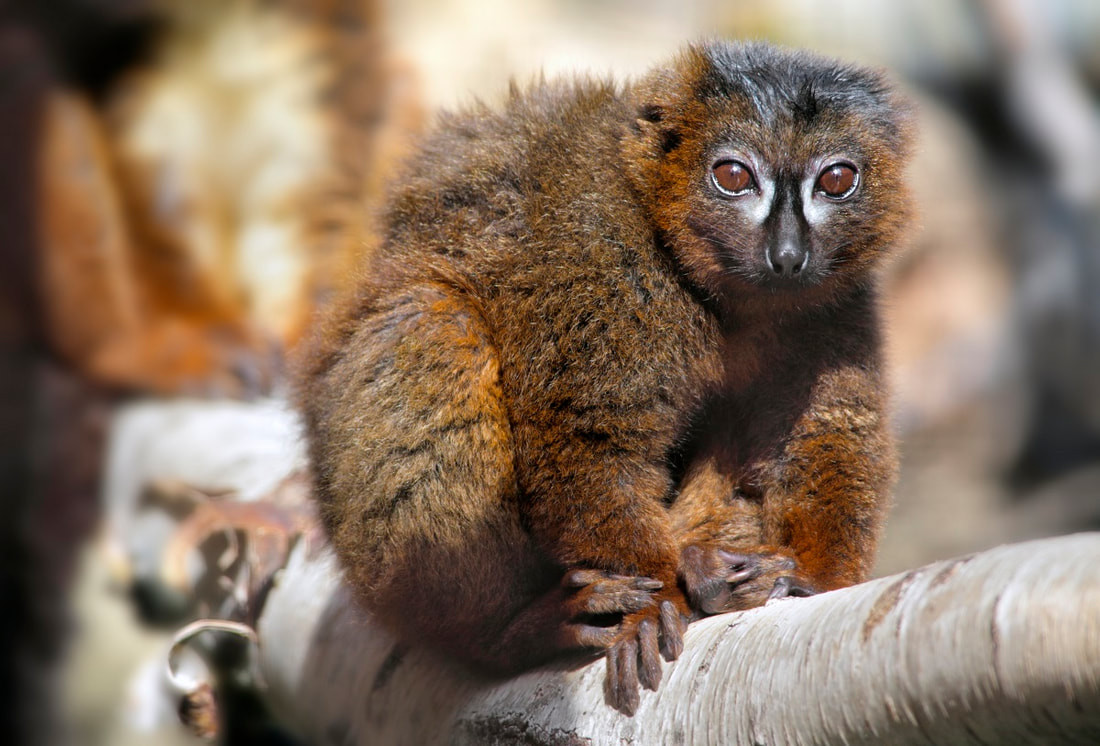 Vượn cáo bụng đỏ (Eulemur rubriventer) dài 35-42 cm. Là loài đơn giao, chúng thường sống trong các nhóm nhỏ gồm một cặp vượn bố mẹ và các vượn con.
