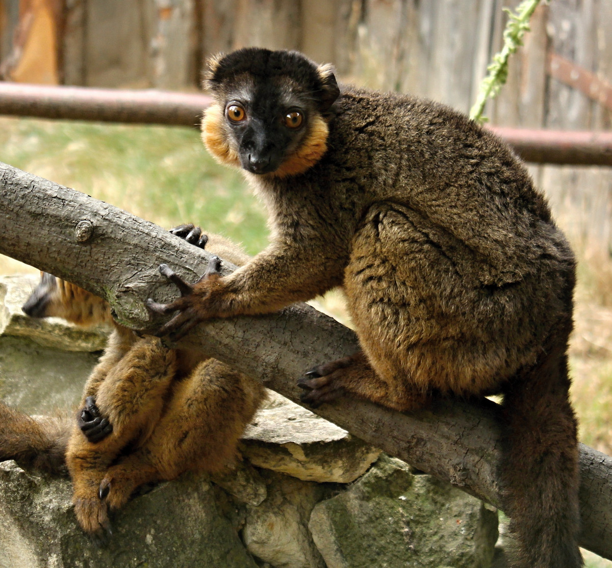 Vượn cáo cổ đỏ (Eulemur collaris) dài 38-50 cm. Chúng có tuyến mùi ở cổ tay để tẩm vào cái đuôi dài nhiều lông nhằm mục đích giao tiếp với đồng loại.