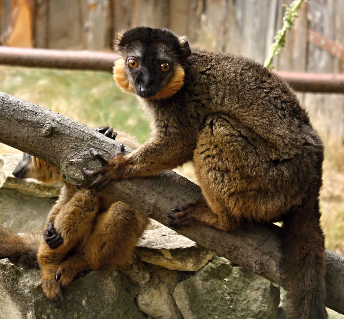 Vượn cáo cổ đỏ (Eulemur collaris) dài 38-50 cm. Chúng có tuyến mùi ở cổ tay để tẩm vào cái đuôi dài nhiều lông nhằm mục đích giao tiếp với đồng loại.