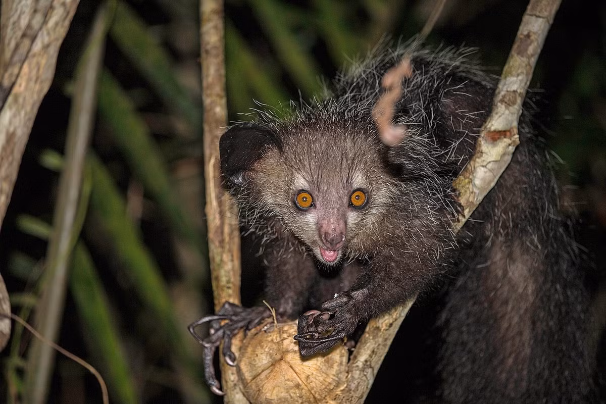 Vượn cáo Aye-aye (Daubentonia madagascariensis) dài 30-40 cm, có ngoại hình khác biệt với tất cả các nhóm vượn cáo còn lại. Chúng sử dụng ngón giữa dài và mảnh như cái que để moi ấu trùng của côn trùng từ cây gỗ chết.