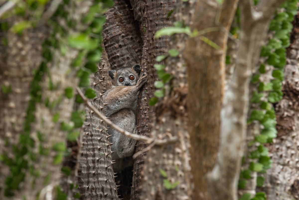 Vượn cáo nhảy chân trắng (Lepilemur leucopus) dài 22-26 cm, có phần thân trên xám và phần dưới hơi trắng. Chúng bám vào thân cây trong tư thế thẳng đứng rất lâu giữa các lần kiếm thức ăn.