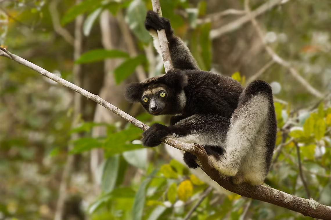 Vượn cáo lông mượt (Indri indri) dài 60-72, là loài lớn nhất trong tất cả các nhóm vượn cáo. Chúng cũng là loài vượn cáo duy nhất chỉ còn sót lại một mẩu đuôi ngắn tiêu giảm.